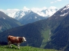 Zillertal 2013 - ein ungewohnt leiser Urlaub in Finkenberg, zwischen Mayrhofen und dem Hintertuxer Gletscher.
