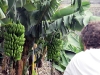 Gomera 2011 - Hermigua, Bananenstauden